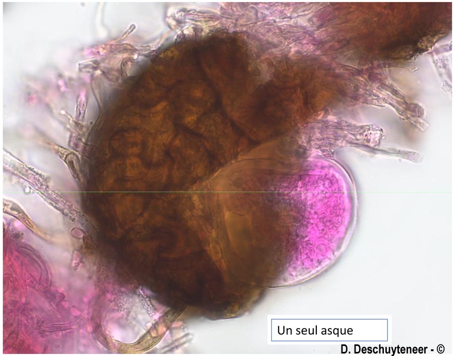 Podosphaera aphanis var. aphanis