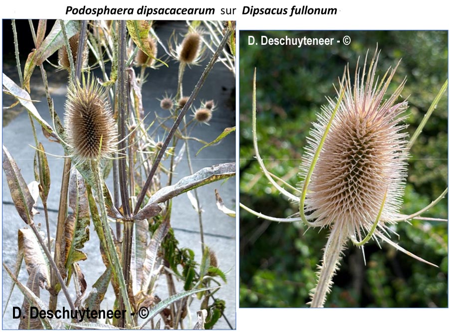 Podosphaera dipsacacearum