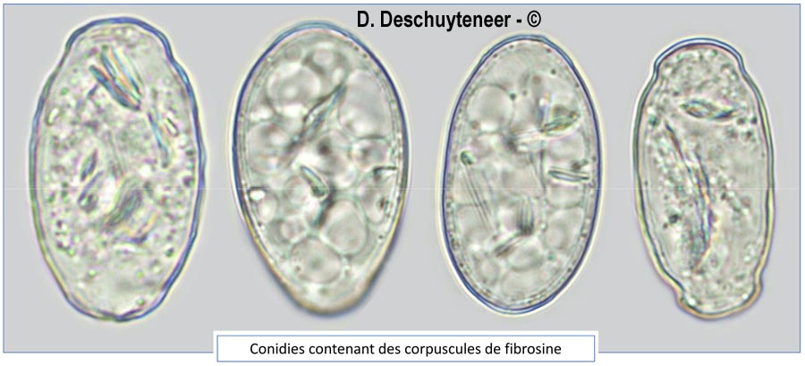 Podosphaera dipsacacearum