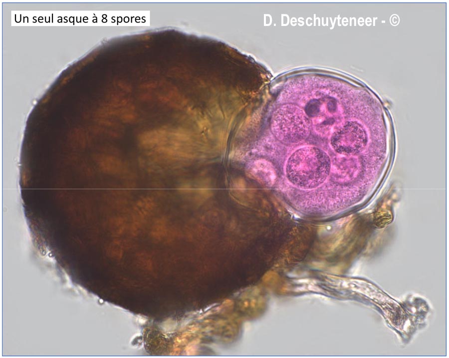 Podosphaera erigerontis-canadensis