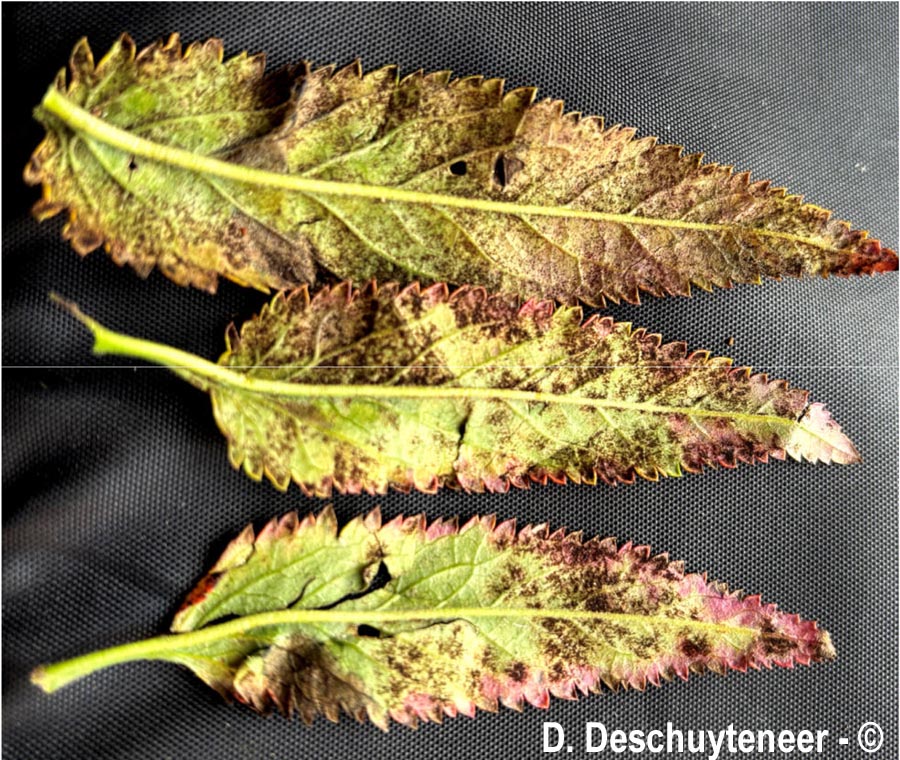 Podosphaera fuliginosa