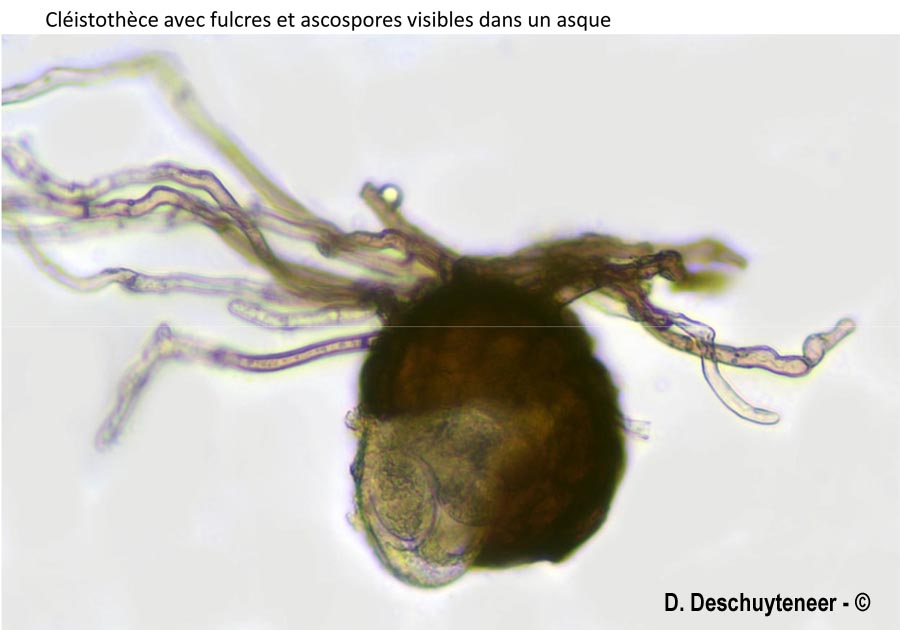 Podosphaera fuliginosa