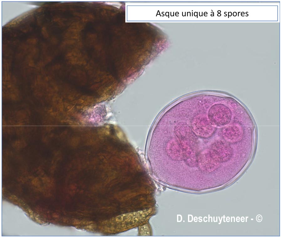Podosphaera fusca
