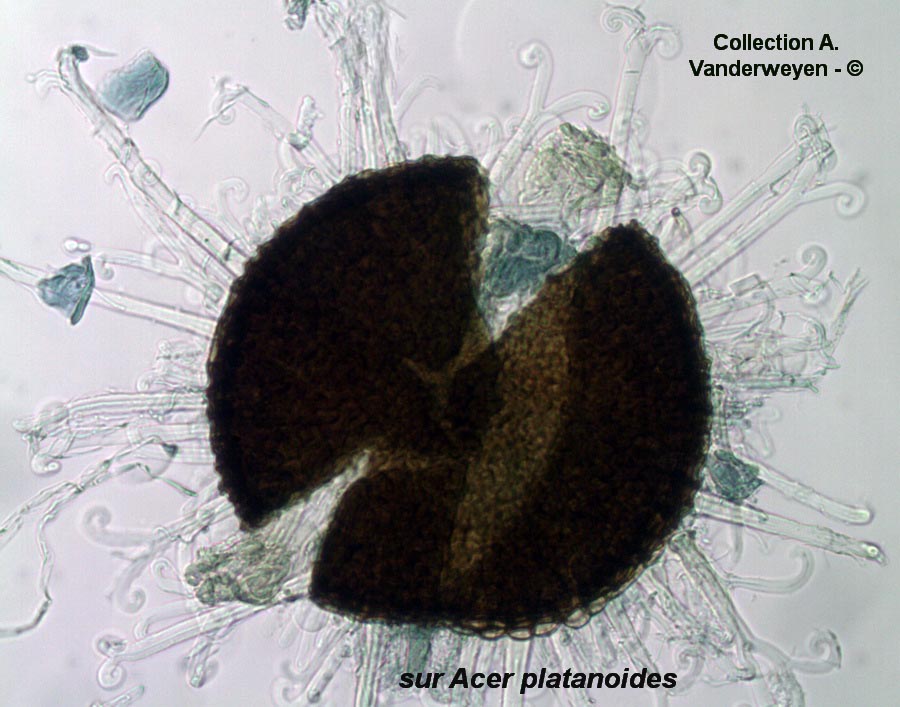 Sawadaea bicornis