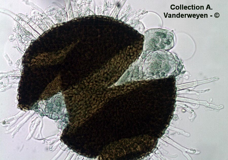 Sawadaea bicornis