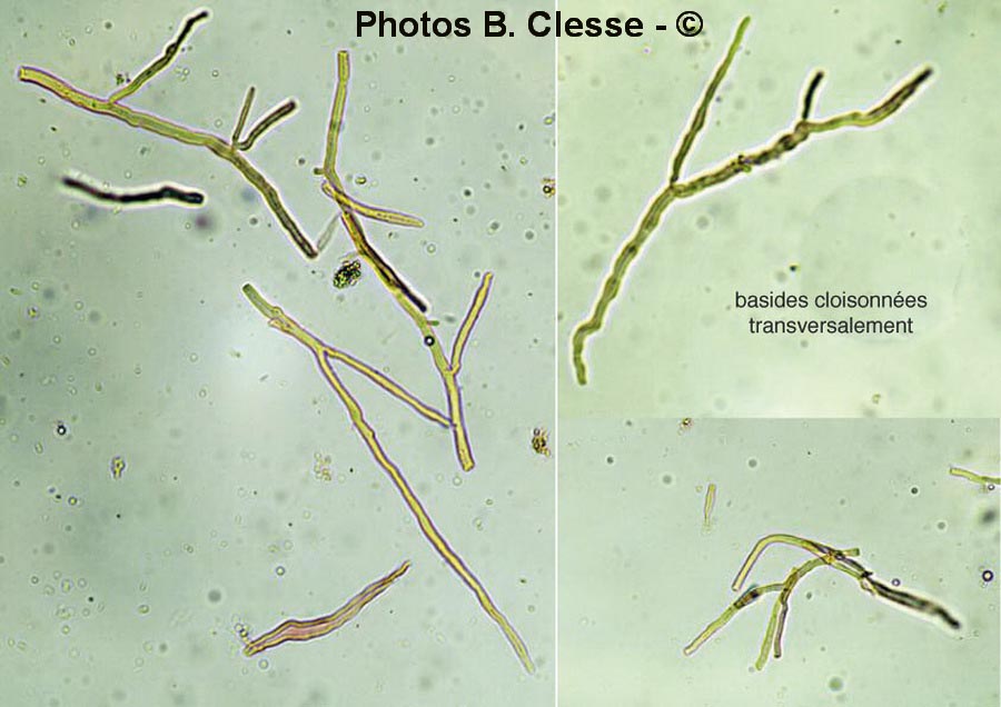 Achroomyces disciformis