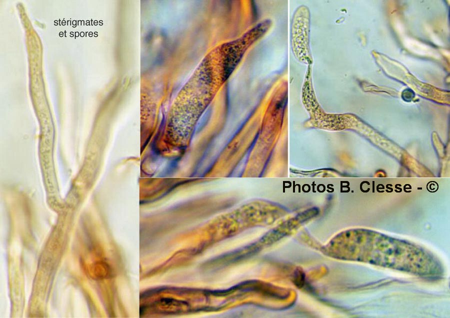 Achroomyces disciformis