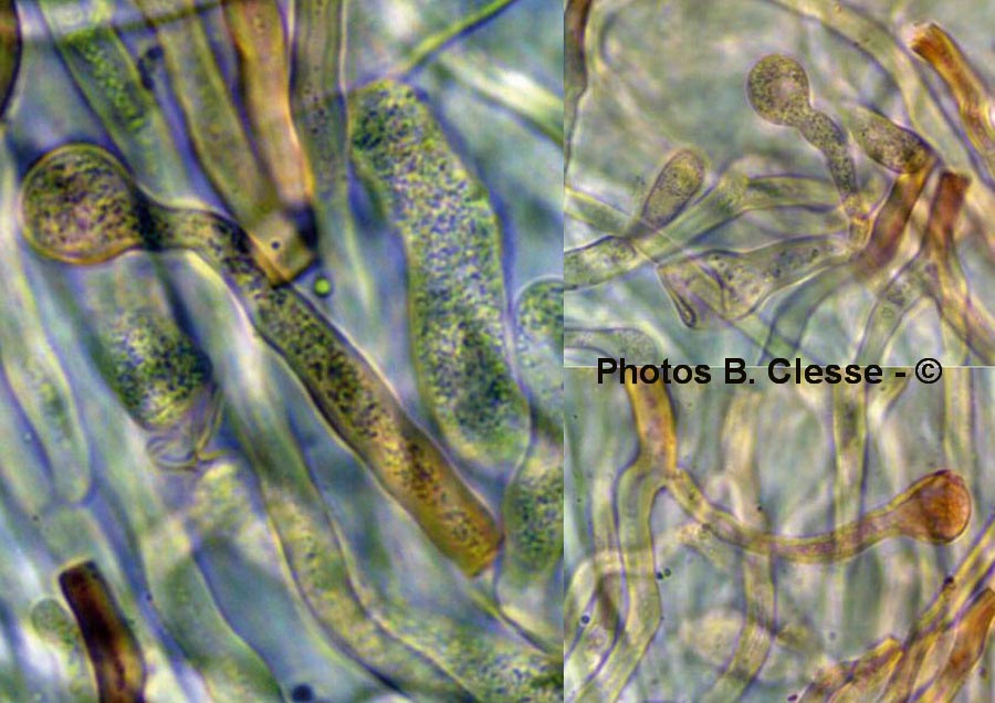 Achroomyces disciformis