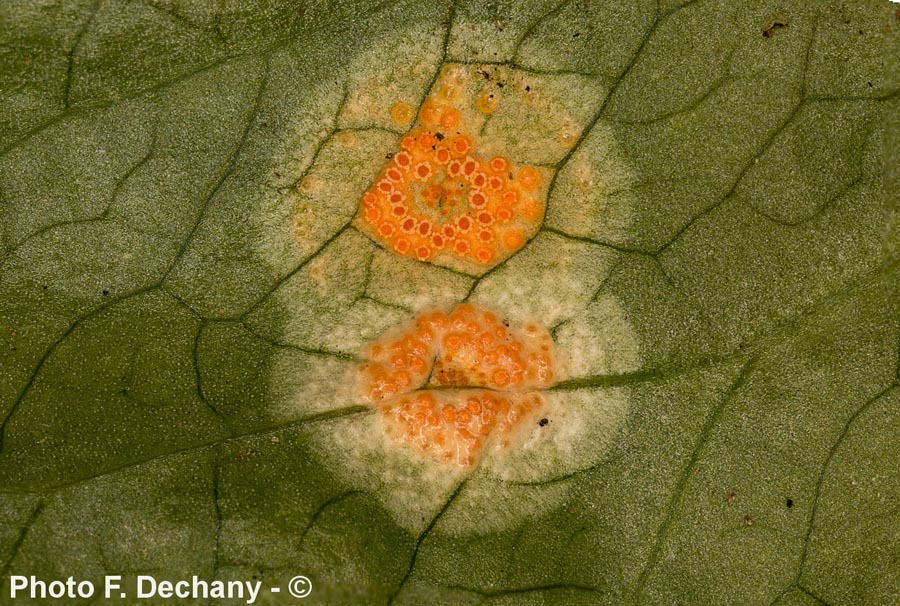 Aecidium ari (Puccinia sessilis)