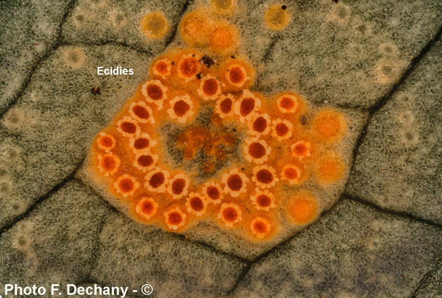 Aecidium ari (Puccinia sessilis)