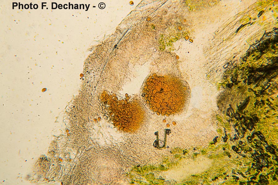 Aecidium ari (Puccinia sessilis)