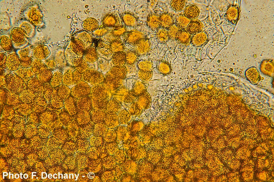 Aecidium ari (Puccinia sessilis)