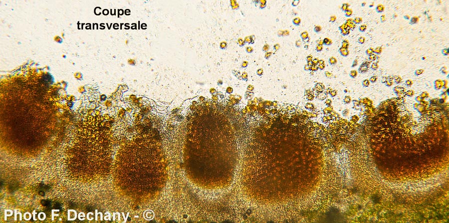 Aecidium ari (Puccinia sessilis)