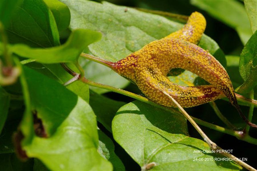 Aecidium clematidis 