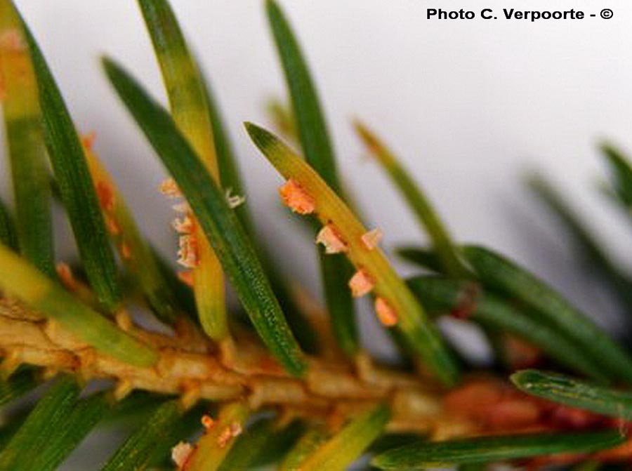 Chrysomyxa rhododendri