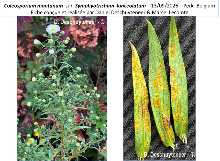 Coleosporium montanum