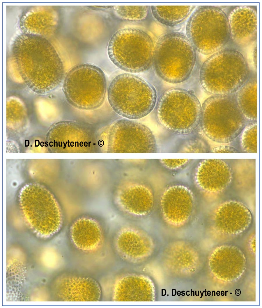 Coleosporium montanum