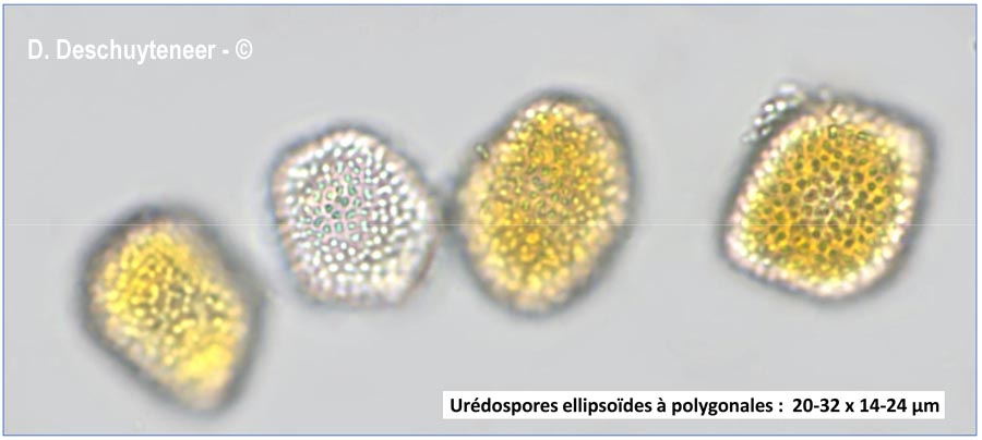 Coleosporium montanum