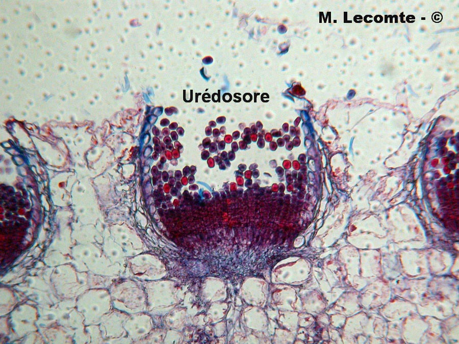 Coleosporium tussilaginis