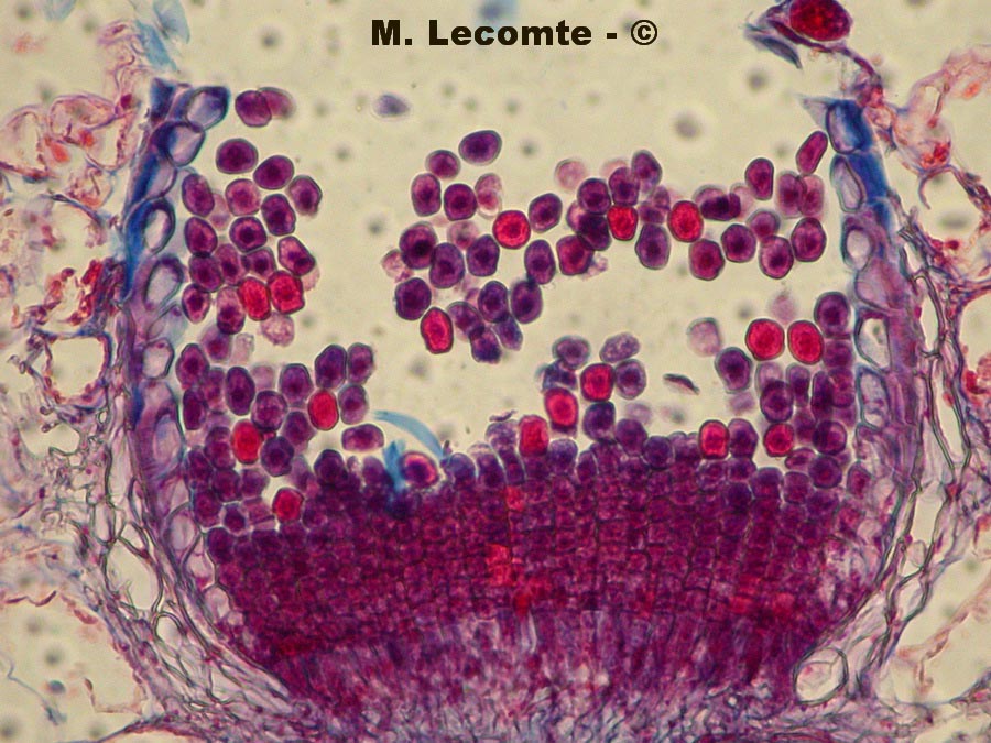 Coleosporium tussilaginis