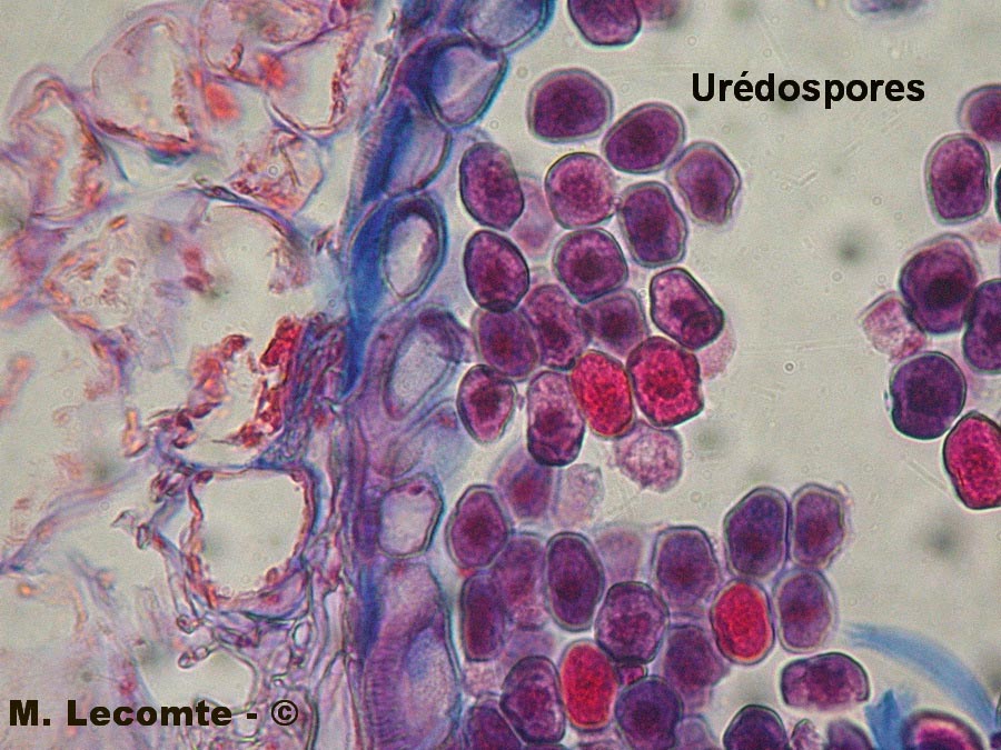 Coleosporium tussilaginis