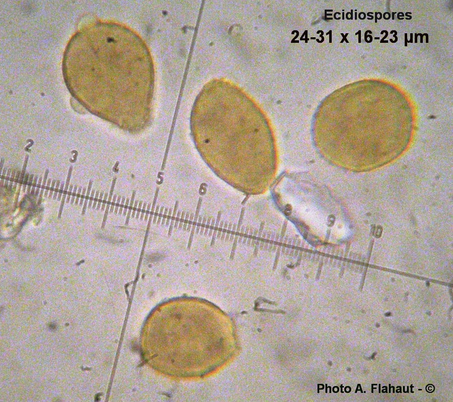 Cronartium flaccidum