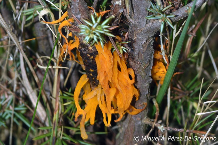 Gymnosporangium clavariiforme