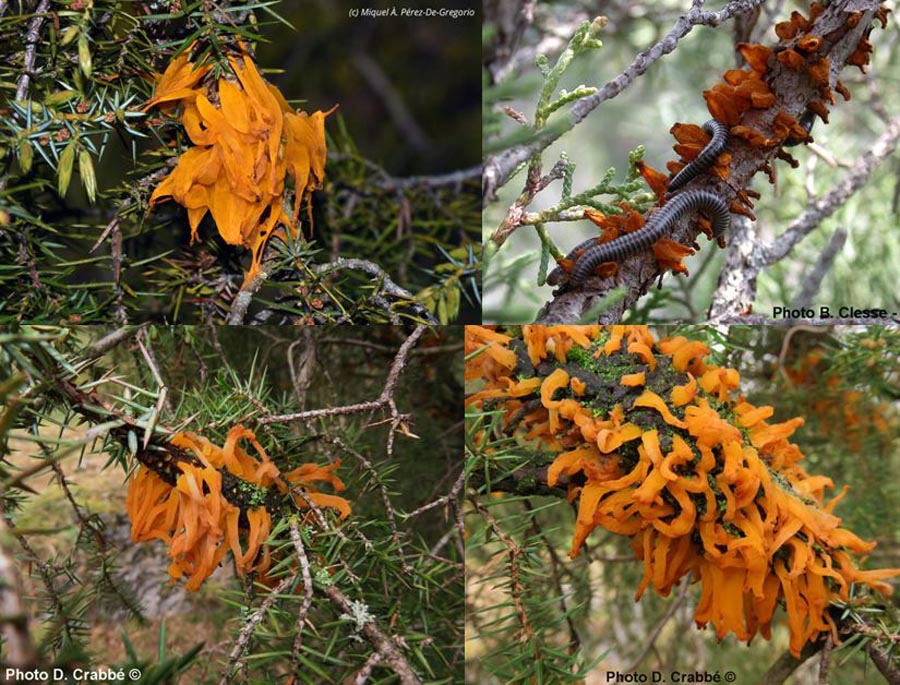 Gymnosporangium clavariiforme