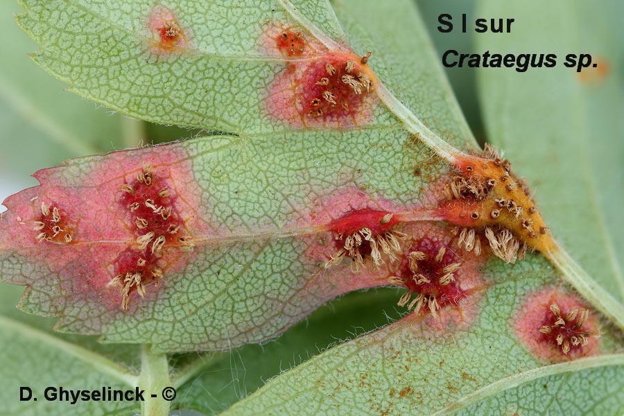 Gymnosporangium clavariiforme