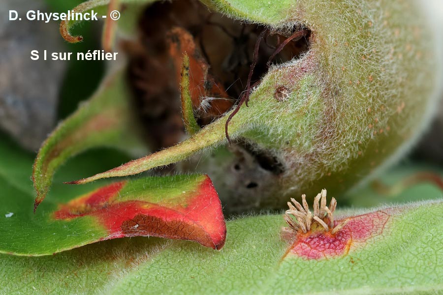 Gymnosporangium confusum