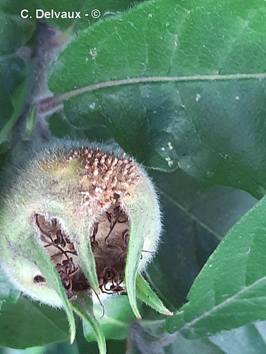Gymnosporangium confusum