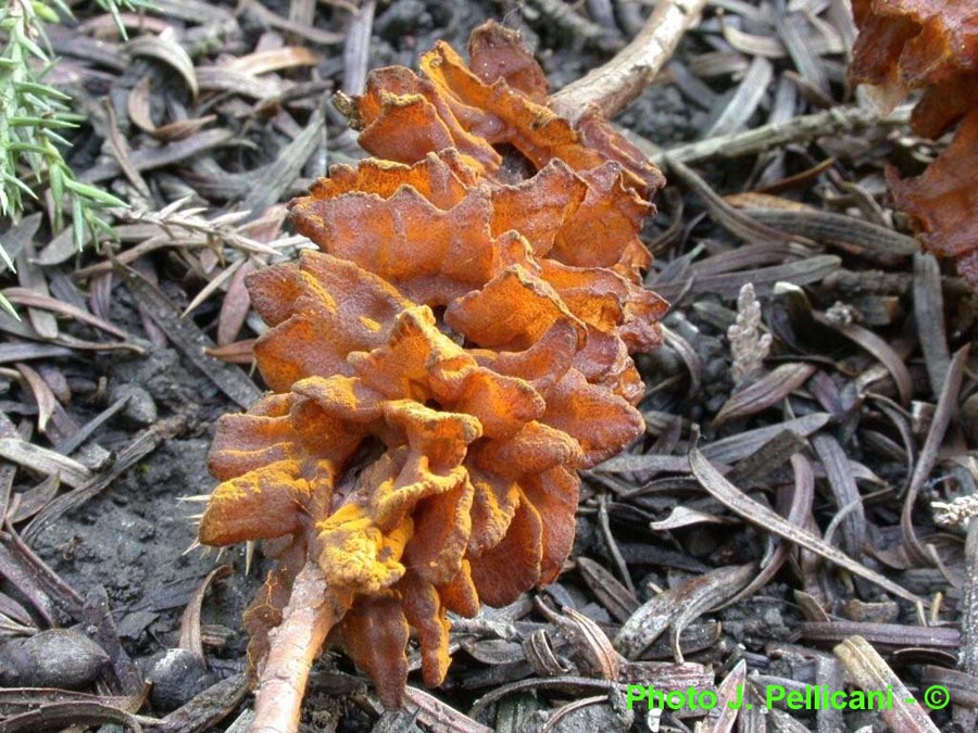 Gymnosporangium sabinae