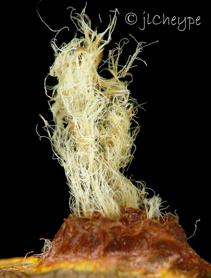 Gymnosporangium sabinae