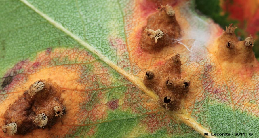 Gymnosporangium sabinae