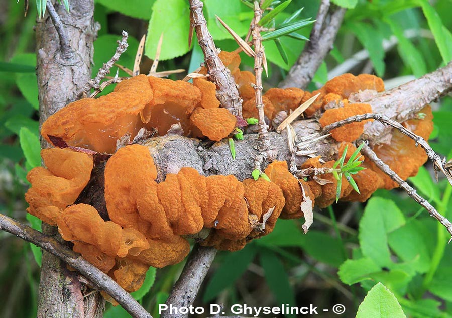 Gymnosporangium tremelloides