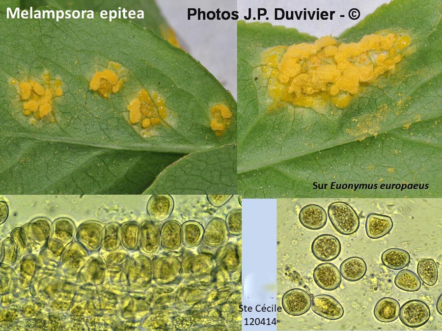 Melampsora epitea (Melampsora euonymi-caprearum)