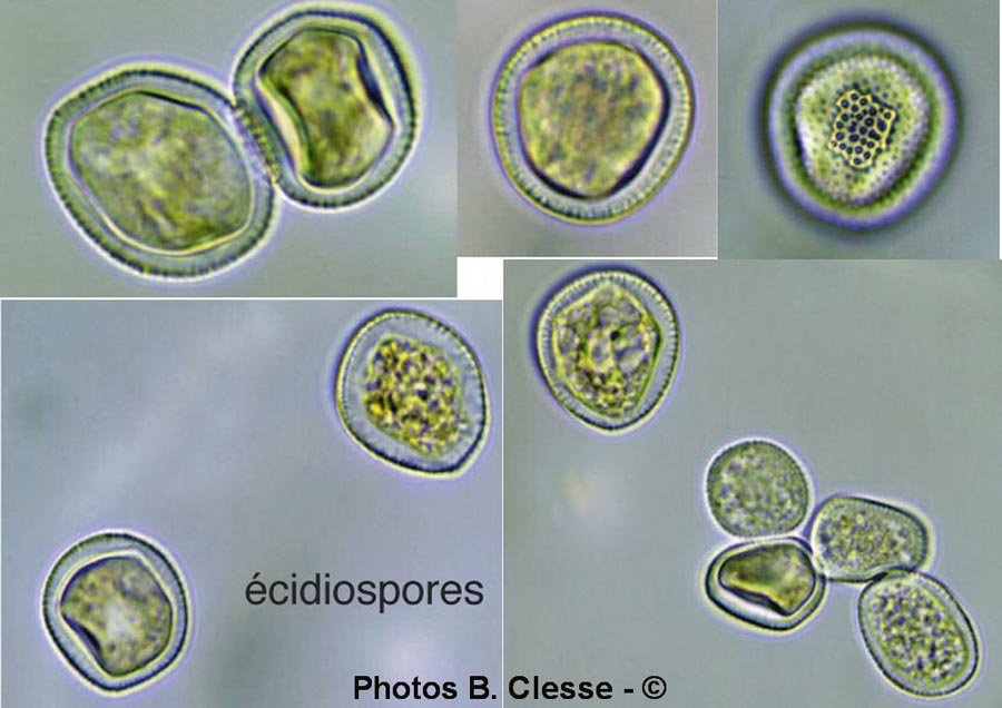 Melampsora epitea (Melampsora euonymi-caprearum)