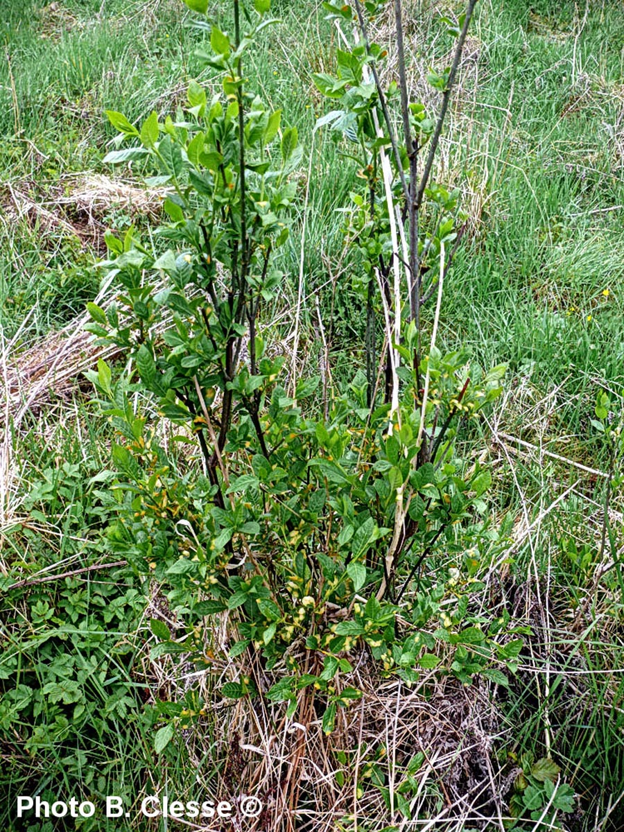 Melampsora euonymi-caprearum (Melampsora epitea)