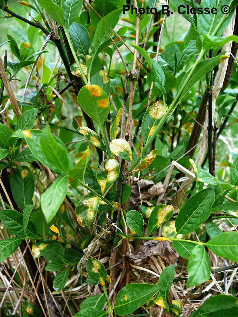 Melampsora euonymi-caprearum (Melampsora epitea)