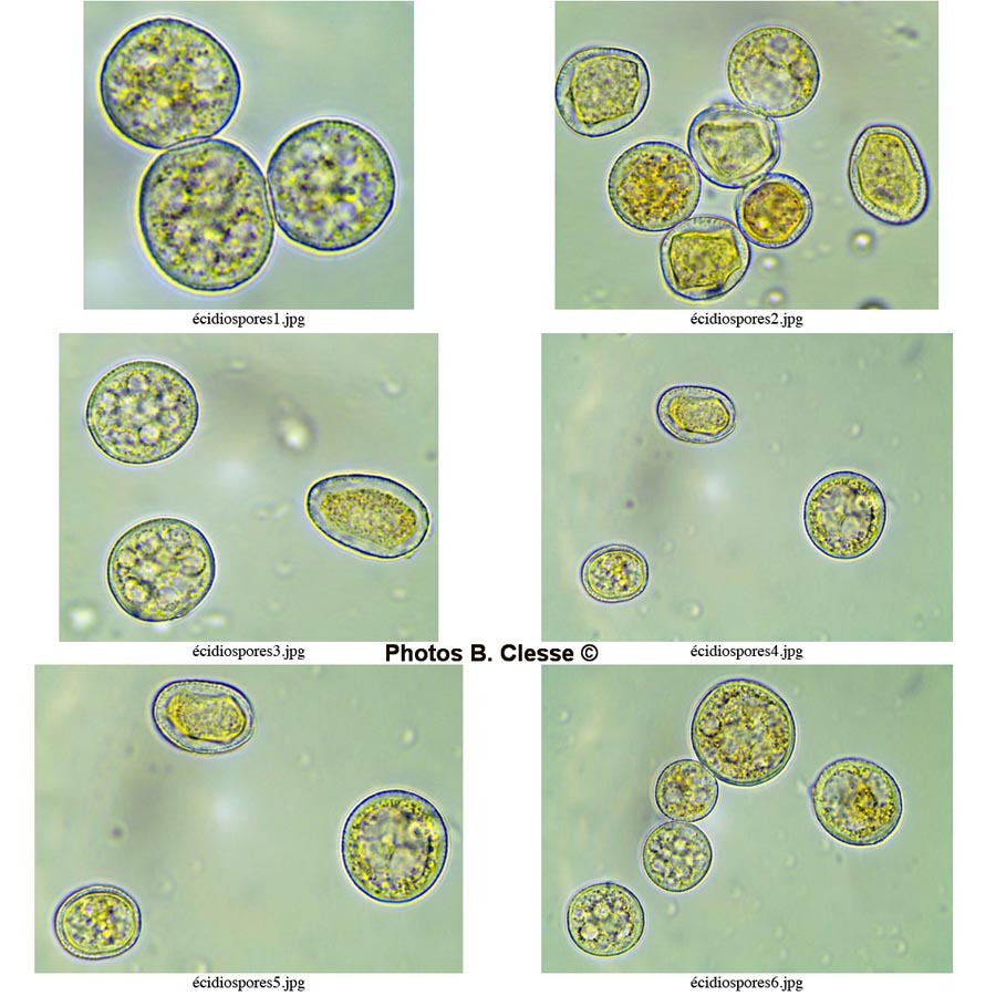 Melampsora euonymi-caprearum (Melampsora epitea)