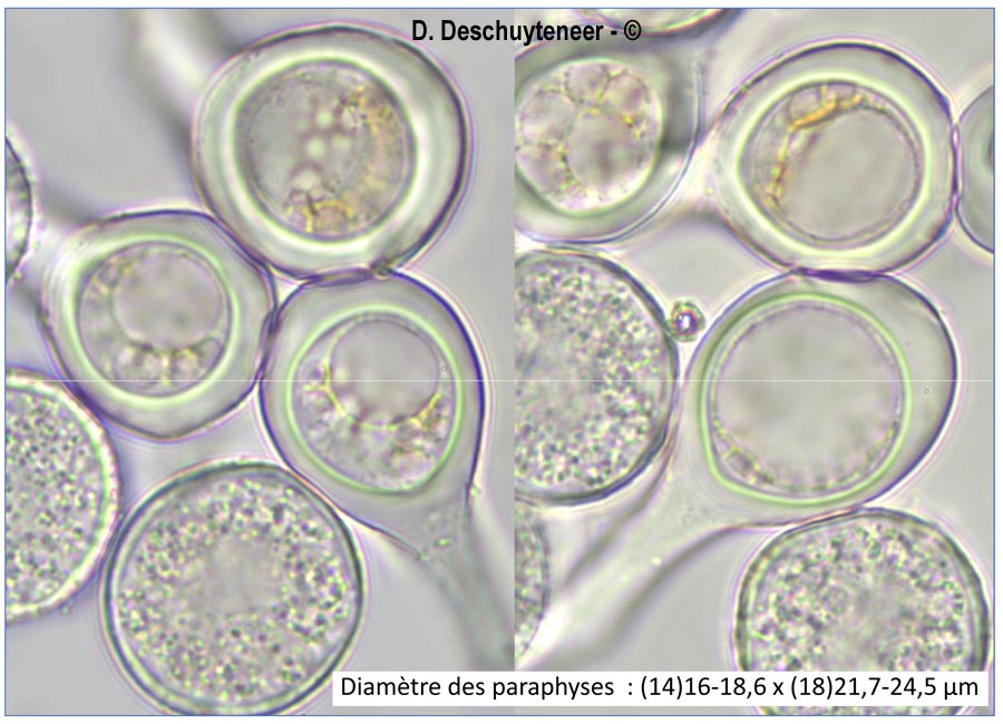 Melampsora euphorbiae-dulcis