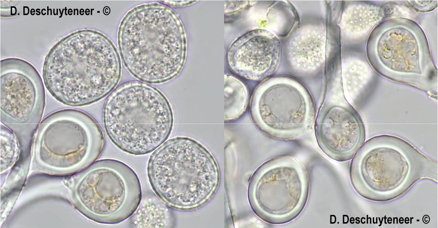 Melampsora euphorbiae-dulcis