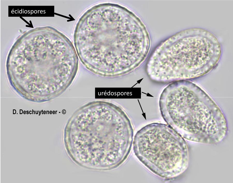 Melampsora euphorbiae-dulcis