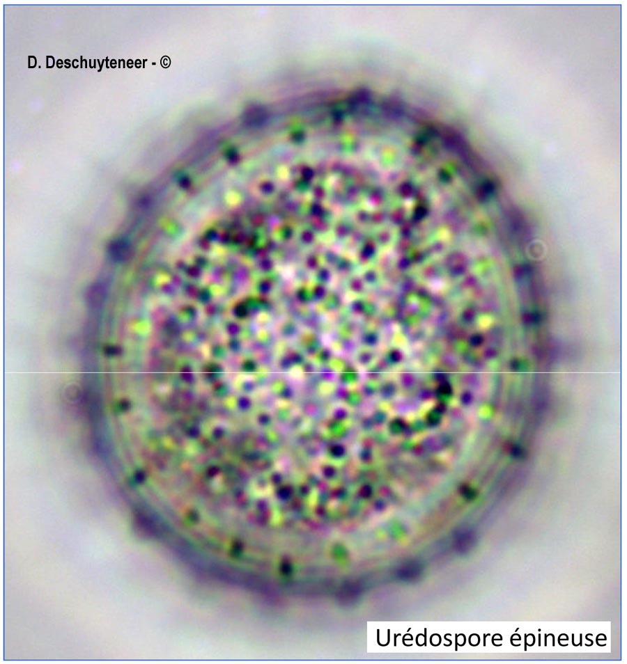 Melampsora euphorbiae-dulcis