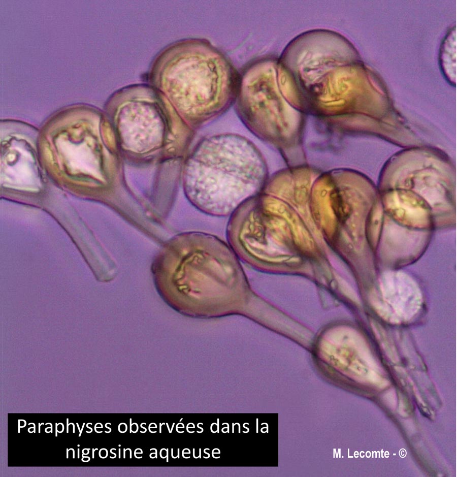 Melampsora euphorbiae-dulcis
