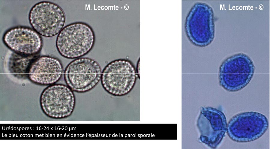 Melampsora euphorbiae-dulcis
