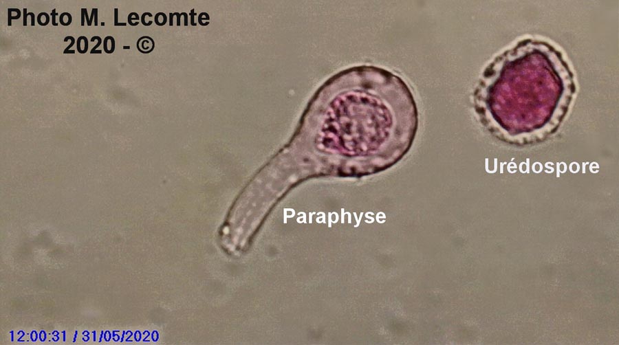 Melampsora euphorbiae-dulcis