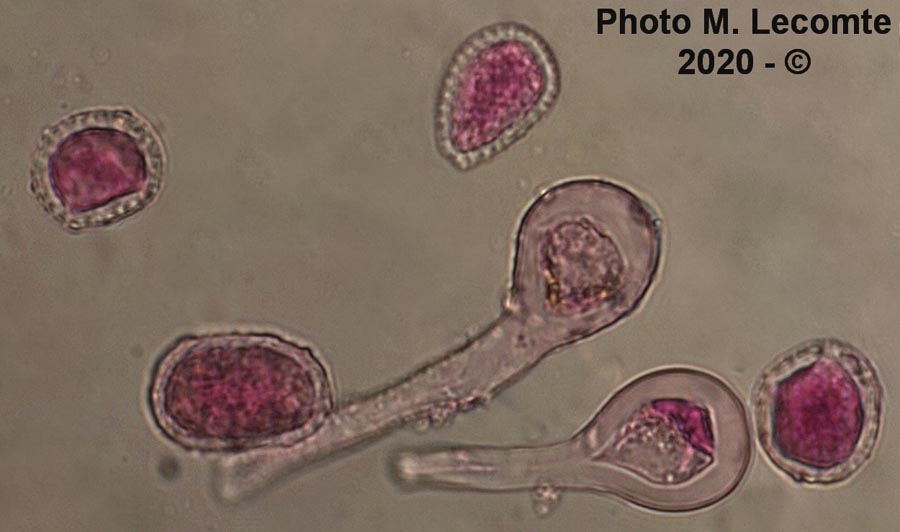 Melampsora euphorbiae-dulcis