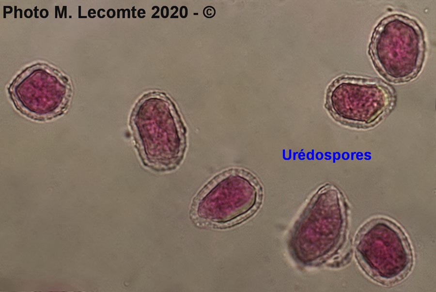 Melampsora euphorbiae-dulcis