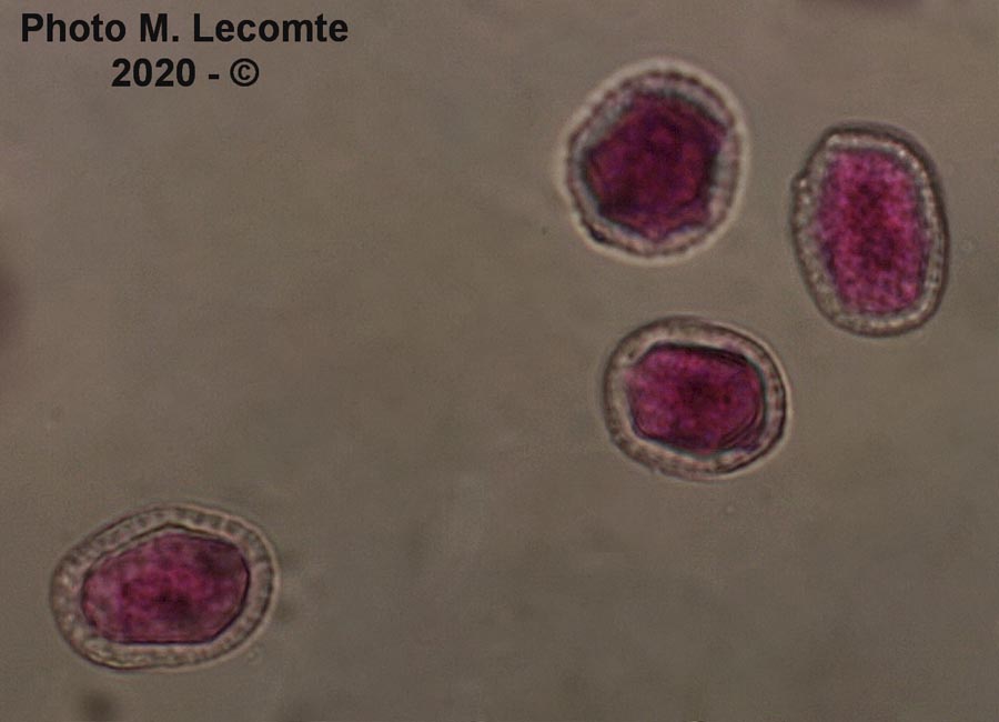 Melampsora euphorbiae-dulcis